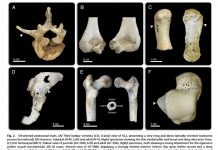 Human body has gone through four stages of evolution