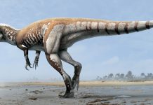Largest carnivorous dinosaur identified in Australia