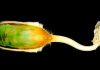 “Living Fossil” Genome Decoded
