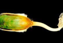 “Living Fossil” Genome Decoded