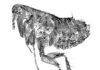 New Flea Genus and Species Found in 20-million-year-old Amber