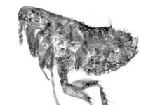 New Flea Genus and Species Found in 20-million-year-old Amber