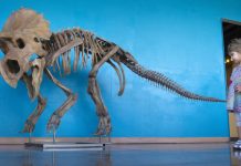 New dinosaur species unveiled by Woodland Park paleontology team