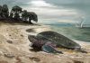 Oldest fossil sea turtle discovered