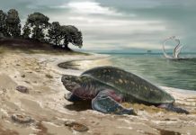 Oldest fossil sea turtle discovered
