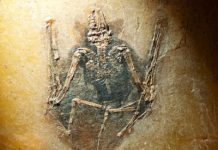 Pigment from fossils reveals color of extinct mammals for the first time