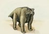 Pre-reptile may be earliest known to walk upright on all fours