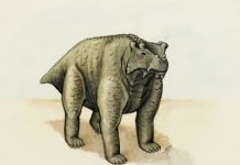 Pre-reptile may be earliest known to walk upright on all fours