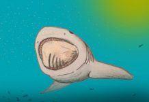 Researchers discover new lineage of prehistoric, plankton-eating sharks
