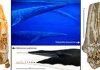 Researchers identify new NZ fossil whale species