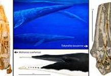 Researchers identify new NZ fossil whale species