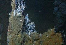 Scientists solve the riddle of deep ocean carbon