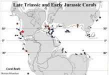 Study documents rare early Jurassic corals from North America