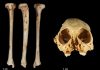 The million year old monkey