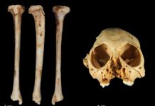 The million year old monkey