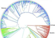 ‘Tree of life’ for 2.3 million species released
