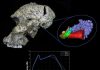 Two million year old fossils reveal hearing abilities of early humans