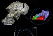 Two million year old fossils reveal hearing abilities of early humans