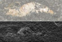 Unlocking secrets of how fossils form
