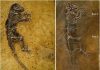 Was Darwinius a little longer in the tooth than previously thought?