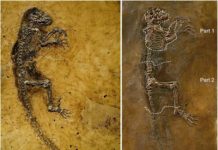 Was Darwinius a little longer in the tooth than previously thought?