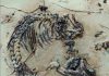 125-million-year-old mammal fossil reveals the early evolution of hair and spines