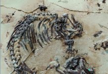 125-million-year-old mammal fossil reveals the early evolution of hair and spines
