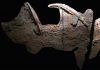 300 million-year-old ‘supershark’ fossils found in Texas