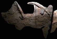 300 million-year-old ‘supershark’ fossils found in Texas