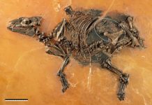 48-million-year-old horse-like fetus discovered in Germany