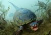 76-million-year-old extinct species of pig-snouted turtle unearthed in Utah