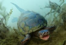 76-million-year-old extinct species of pig-snouted turtle unearthed in Utah