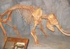 A study of weaning age in fossil elephants gives hints about the cause of their extinction