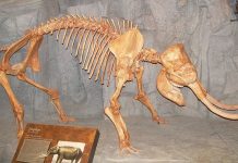 A study of weaning age in fossil elephants gives hints about the cause of their extinction
