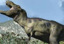 Adolescent T. rex unraveling controversy about growth changes in Tyrannosaurus