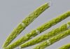 Ancient alga knew how to survive on land before it left water and evolved into the first plant