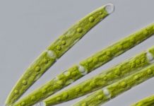 Ancient alga knew how to survive on land before it left water and evolved into the first plant