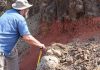 Asteroid impact, volcanism were one-two punch for dinosaurs
