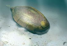 Computer simulations reveal feeding in early animal