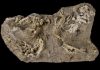 Developing Saurolophus dino found at ‘Dragon’s Tomb’