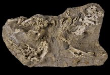 Developing Saurolophus dino found at ‘Dragon’s Tomb’
