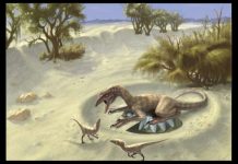 Dinosaurs may have the ability to warm themselves by drawing heat from the sun