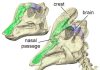 Dinosaurs used nasal passages to keep brains cool