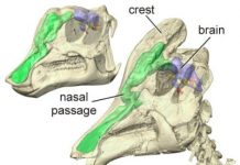 Dinosaurs used nasal passages to keep brains cool
