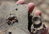 Earliest Jurassic Corals was discovered