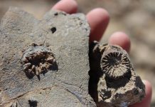 Earliest Jurassic Corals was discovered