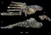 Foot fossils of human relative illustrate evolutionary ‘messiness’ of bipedal walking