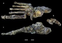 Foot fossils of human relative illustrate evolutionary ‘messiness’ of bipedal walking