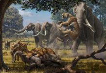 Large, violent animal packs shaped the ecosystems of the Pleistocene epoch