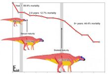 Largest dinosaur population growth study ever shows how Maiasaura lived and died